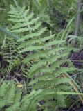 Thelypteris palustris. Вайя. Пермский край, г. Пермь, Кировский р-н, ООПТ \"Утиное болото\", заросли ивы по краю болота. 19.08.2023.