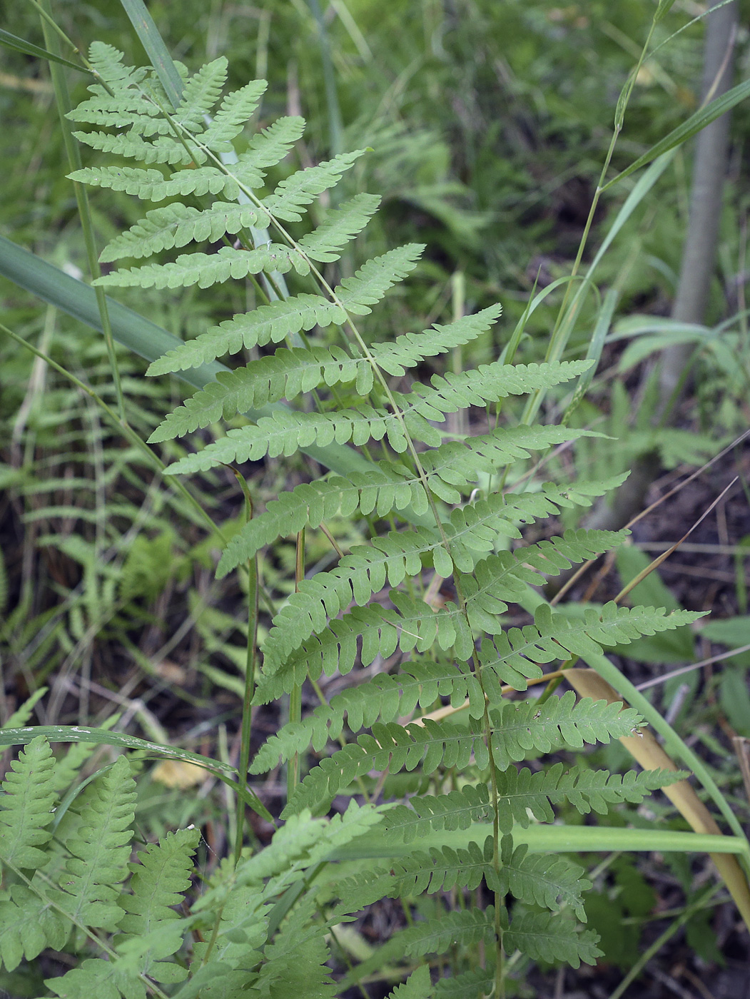 Image of Thelypteris palustris specimen.