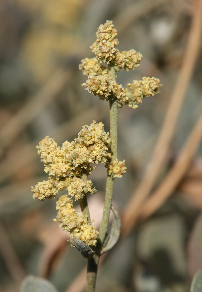 Изображение особи Halimione verrucifera.