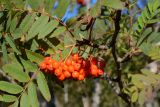 Sorbus aucuparia