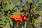 Sorbus aucuparia. Веточка с соплодием. Адыгея, Кавказский биосферный заповедник, Азишский перевал, 1750 м н.у.м., опушка. 18.09.2023.