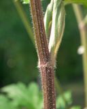 Heracleum dissectum. Часть стебля и основание листа. Республика Саха (Якутия), Горный улус, Мытахский наслег, база \"Уораннах\", поляна у гостевых домиков. 23.07.2023.