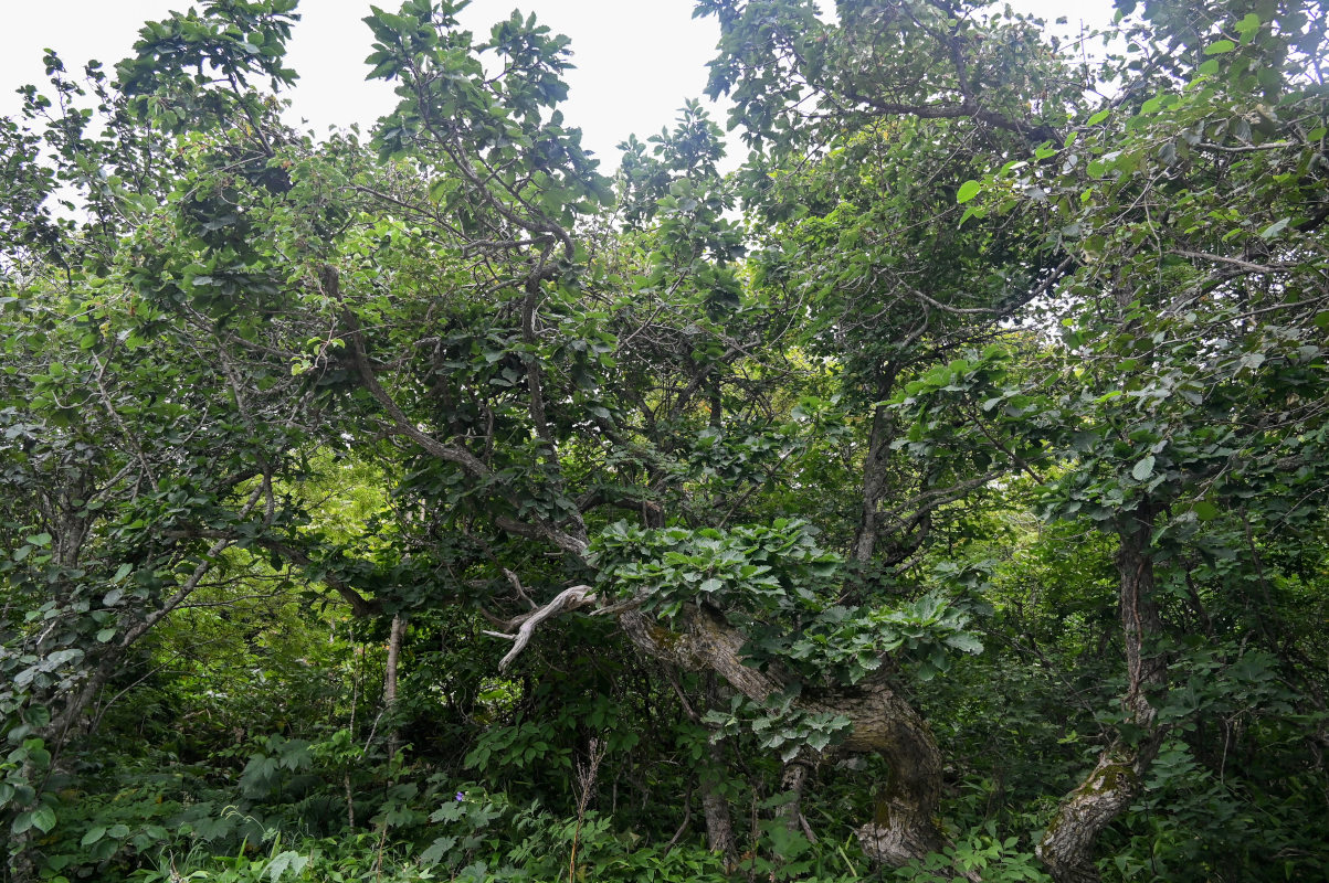 Image of Quercus crispula specimen.