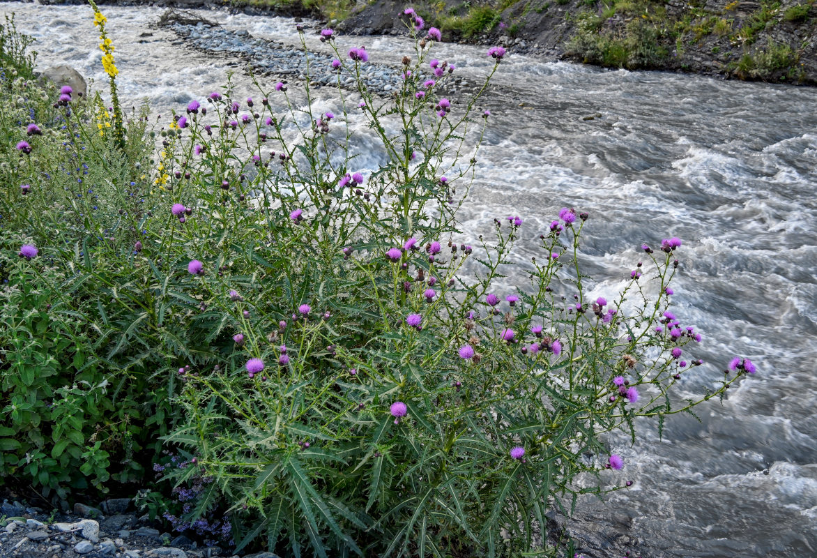 Изображение особи Cirsium uliginosum.
