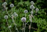 Echinops sphaerocephalus. Верхушки ветвей с распускающимися и распустившимся соцветиями. Чечня, Шатойский р-н, Нихалойские водопады, опушка широколиственного леса. 26.07.2022.