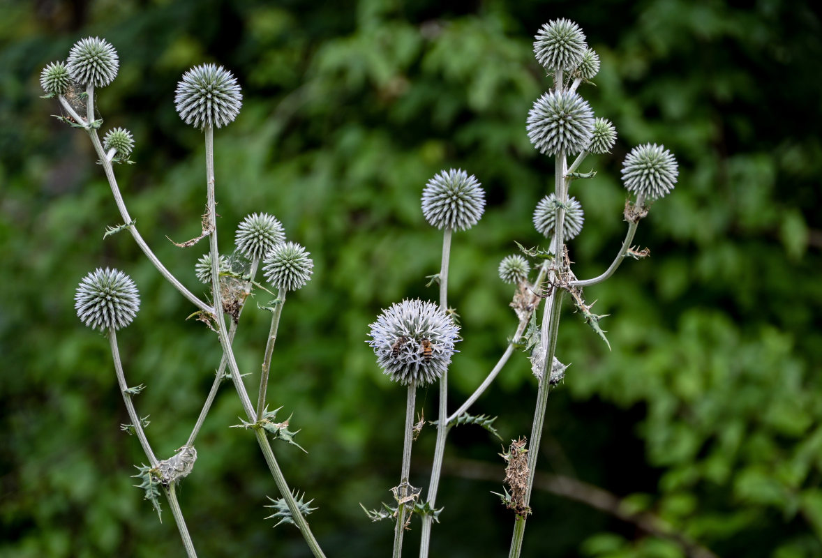 Изображение особи Echinops sphaerocephalus.