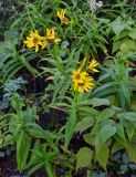 Arnica sachalinensis. Цветущие растения в сообществе с Anaphalis margaritacea, Trifolium pratense и Rubus. Сахалин, Корсаковский гор. округ, Бирюзовые озёра, каменистый склон. 25.08.2022.