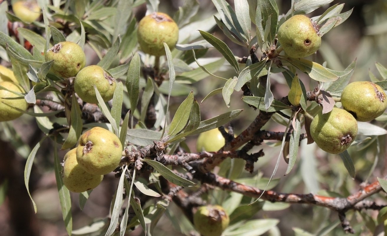 Image of Pyrus salicifolia specimen.