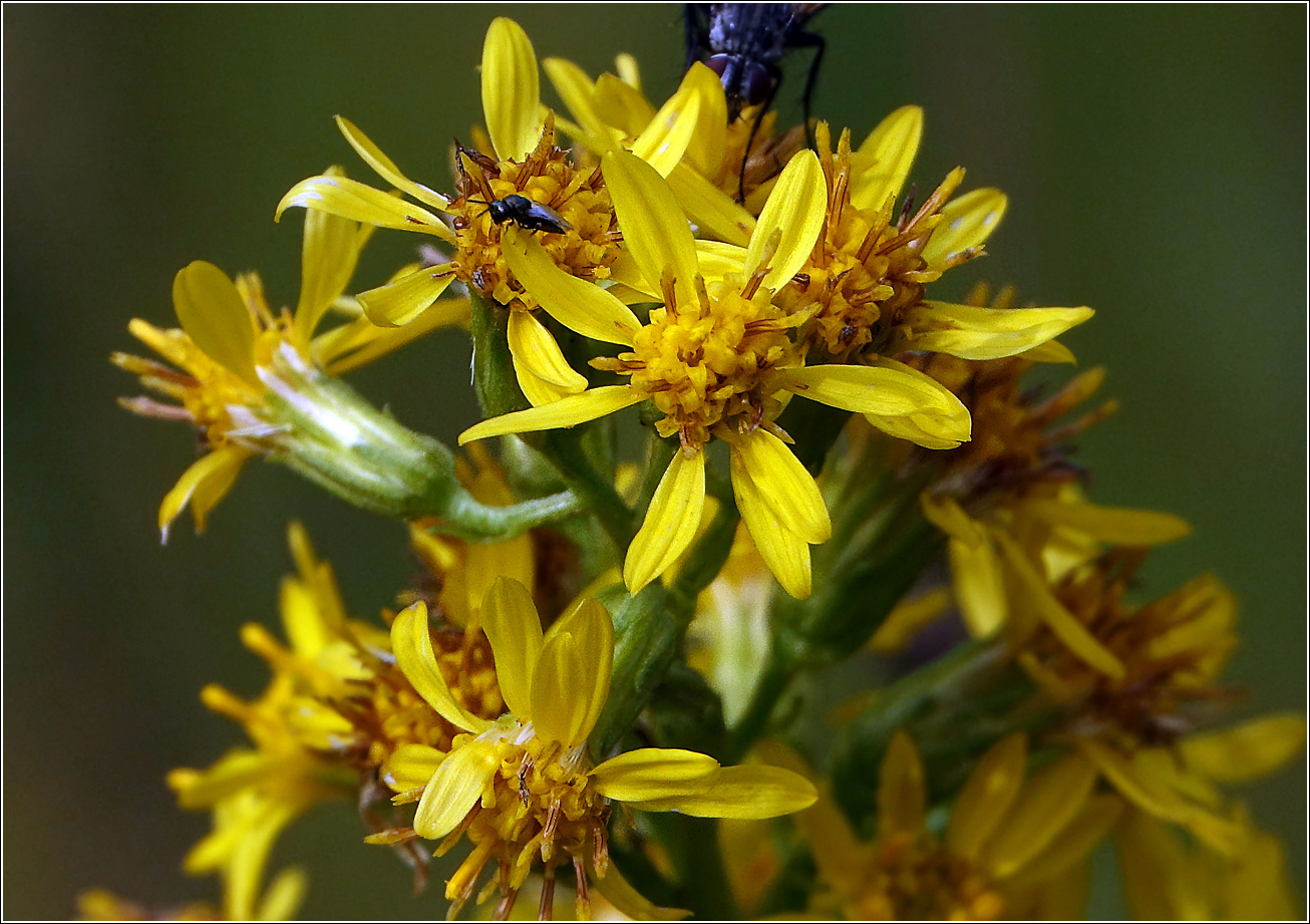 Image of Solidago virgaurea specimen.