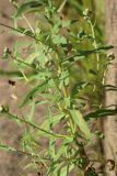 Achillea cartilaginea