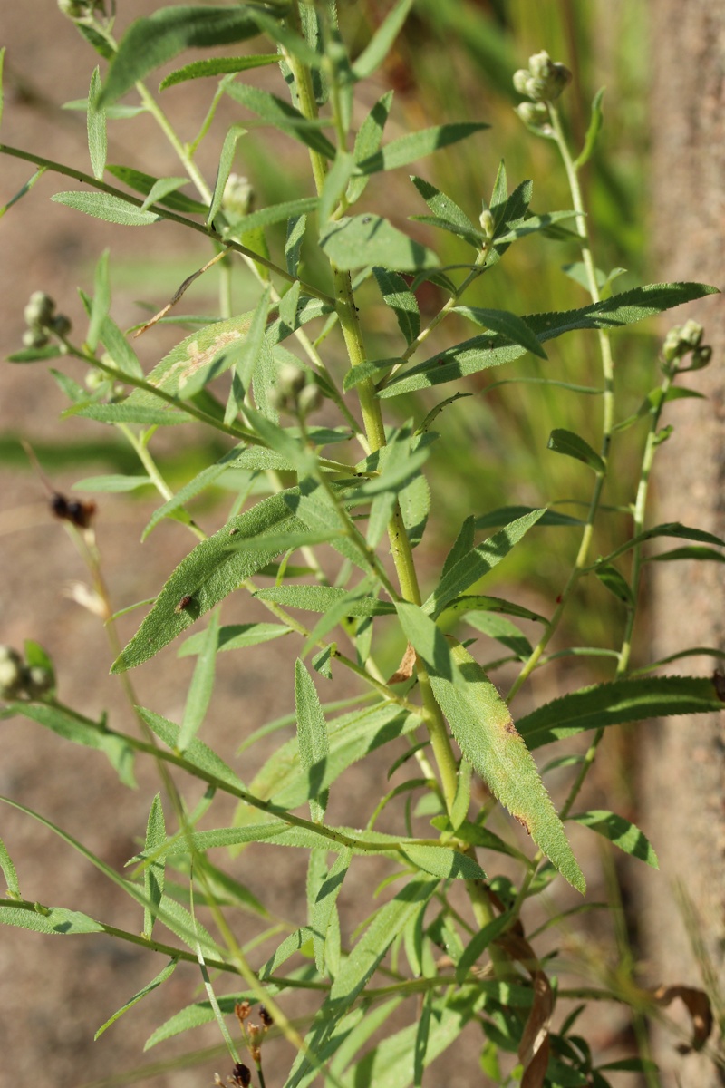 Image of Achillea cartilaginea specimen.