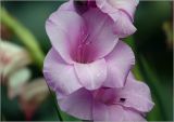 Gladiolus × gandavensis. Цветок. Московская обл., Раменский р-н, окр. дер. Хрипань, садовый участок. 27.08.2023.