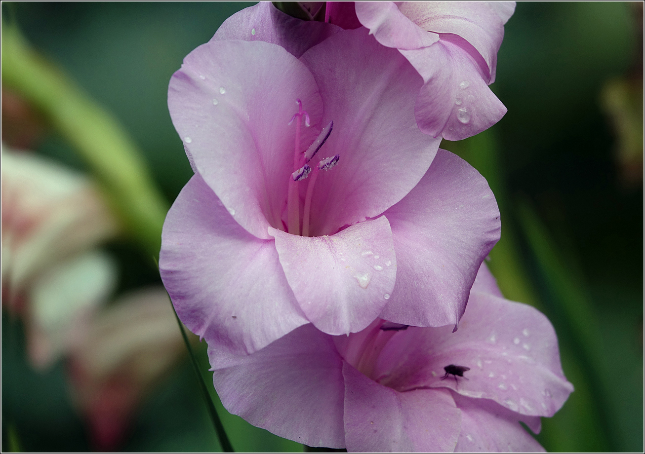 Image of Gladiolus &times; gandavensis specimen.