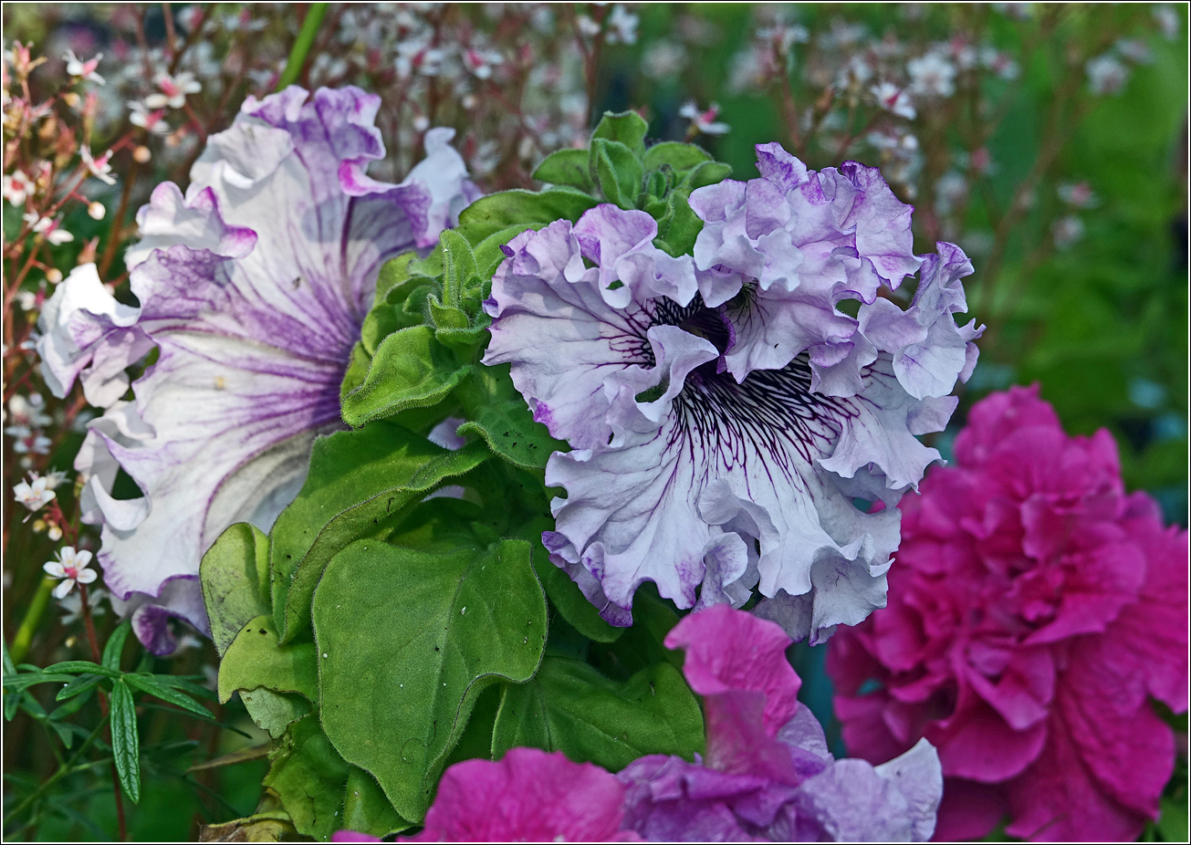 Image of Petunia &times; hybrida specimen.