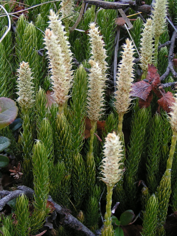 Image of Lycopodium lagopus specimen.
