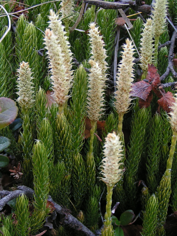 Image of Lycopodium lagopus specimen.