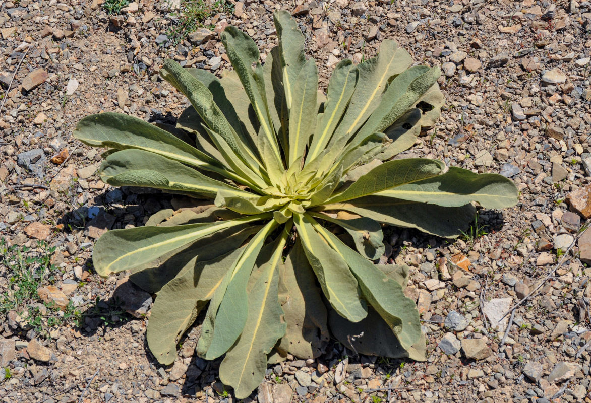 Image of Verbascum speciosum specimen.