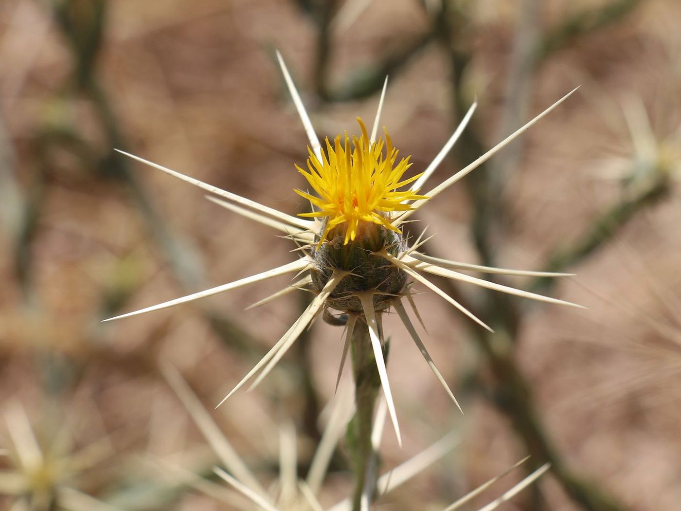 Изображение особи Centaurea solstitialis.