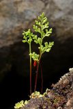 Anogramma leptophylla. Растения на скальном гребне; позади - спорогон мха. Крым, Южный берег, гора Кастель. 02.04.2024.