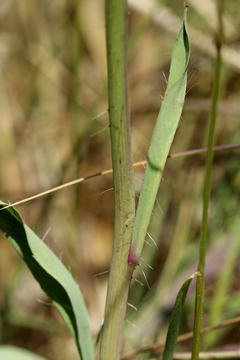 Image of Pilosella lactucella specimen.