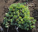 genus Hylotelephium. Вегетирующее растение. Ростовская обл., г. Донецк, клумба. 09.04.2024.