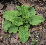 Trachystemon orientalis. Вегетирующее растение. Абхазия, Рицинский реликтовый национальный парк, северный берег оз. Рица, ≈ 900 м н.у.м., старый парк. 13.04.2024.