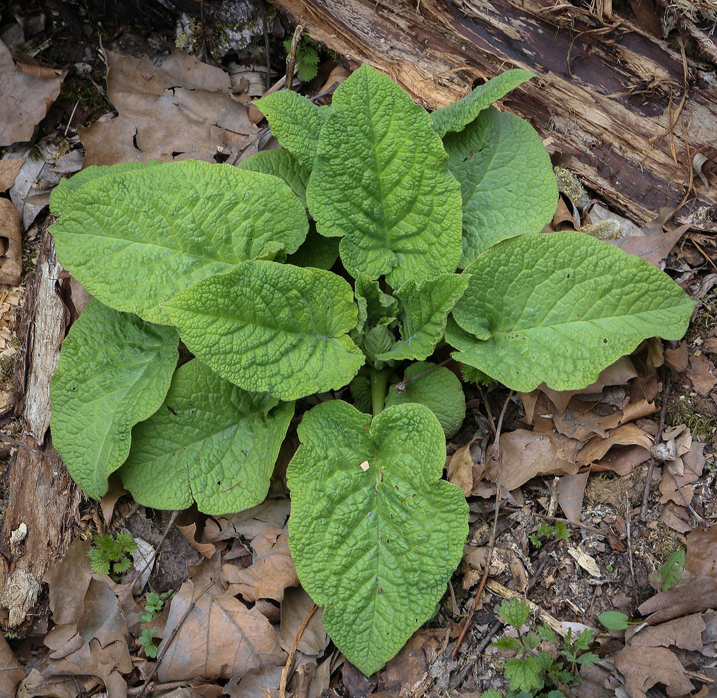 Изображение особи Trachystemon orientalis.