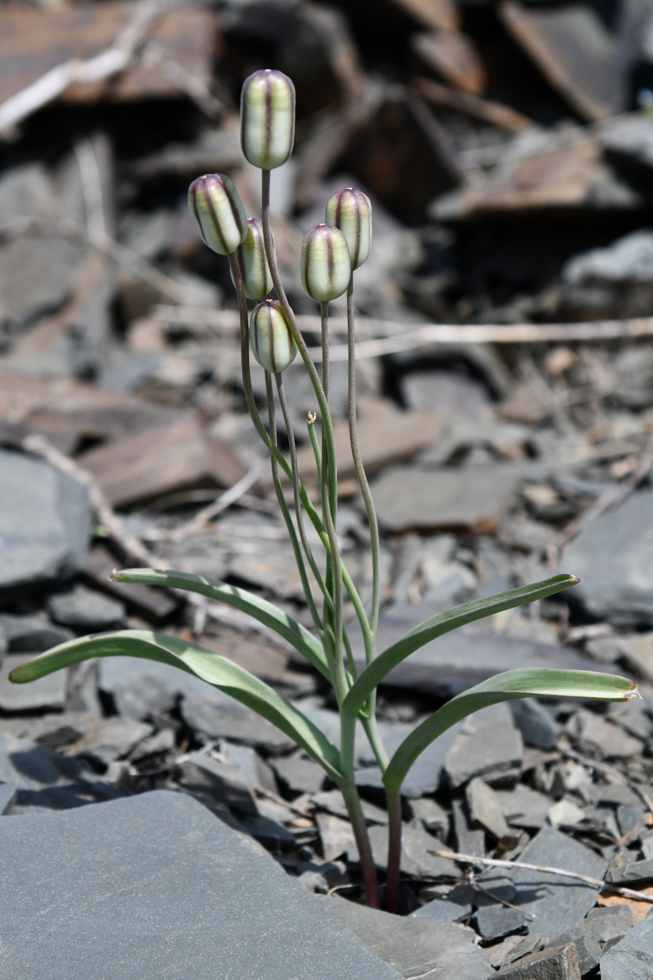 Изображение особи Tulipa buhseana.