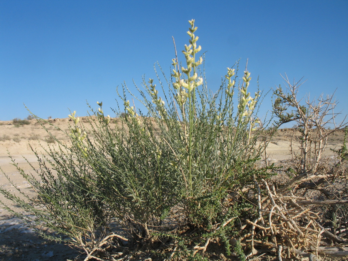 Image of Ammothamnus songoricus specimen.