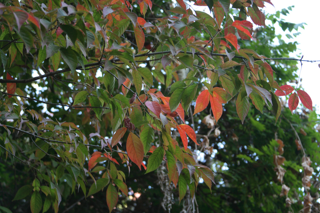 Image of Acer henryi specimen.