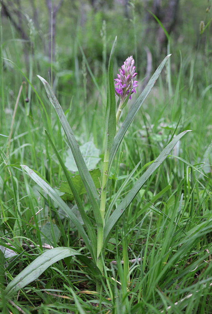 Изображение особи Dactylorhiza incarnata.