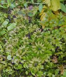 Coptis japonica