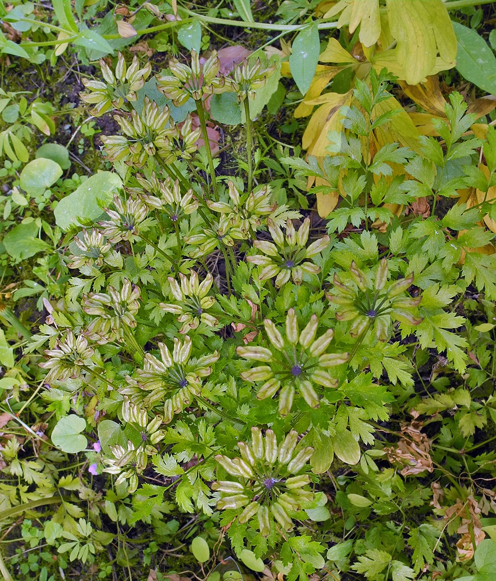 Изображение особи Coptis japonica.