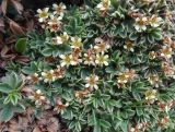Sibbaldia tetrandra