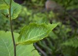 Telekia speciosa