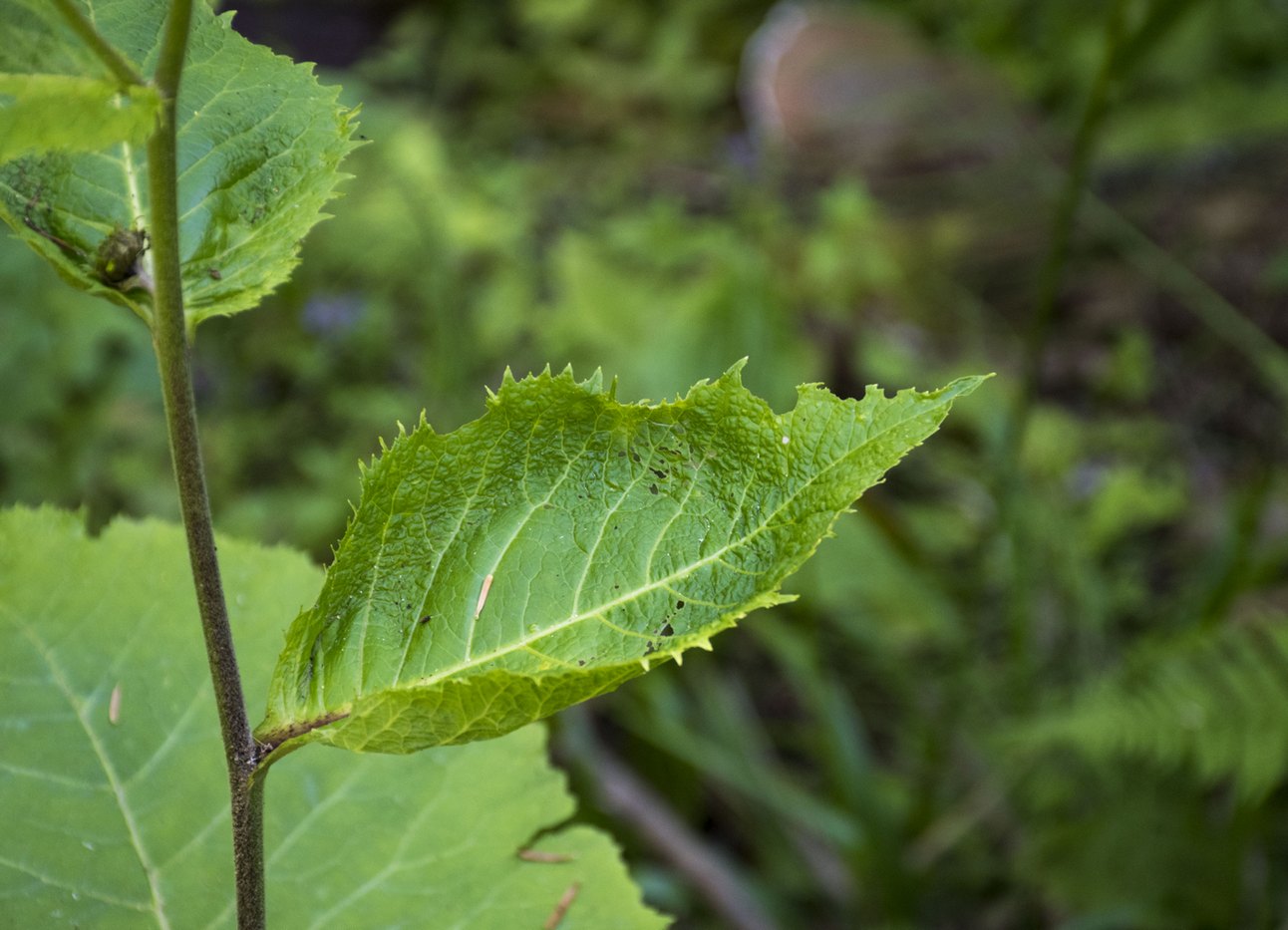 Изображение особи Telekia speciosa.