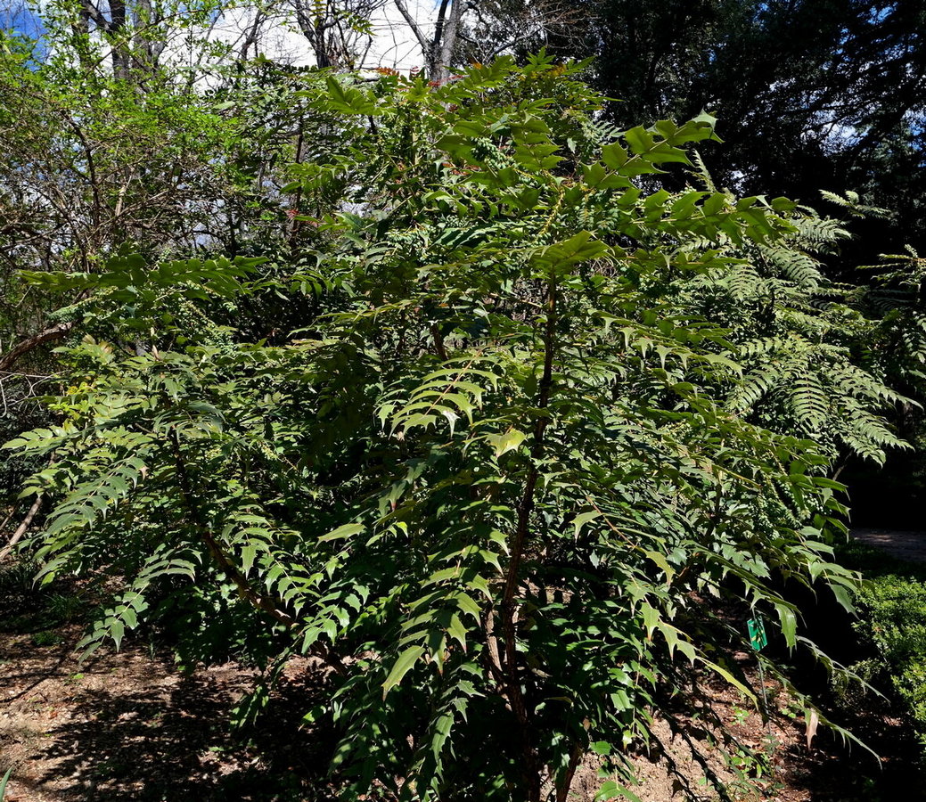 Image of Mahonia × media specimen.