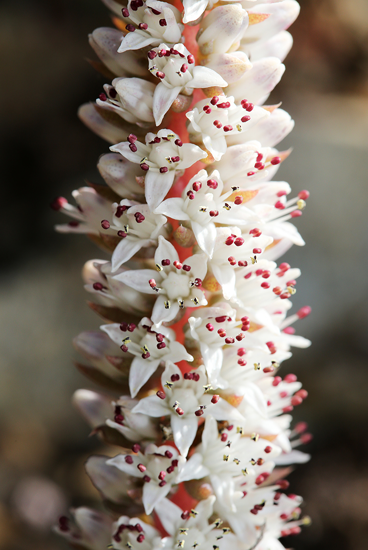 Изображение особи Orostachys erubescens.