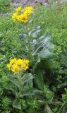 Senecio pseudoarnica