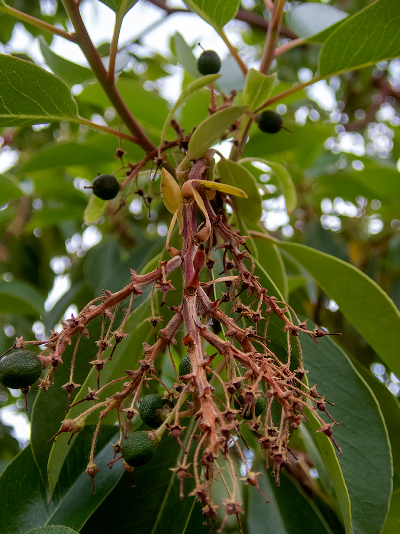 Image of Arbutus andrachne specimen.