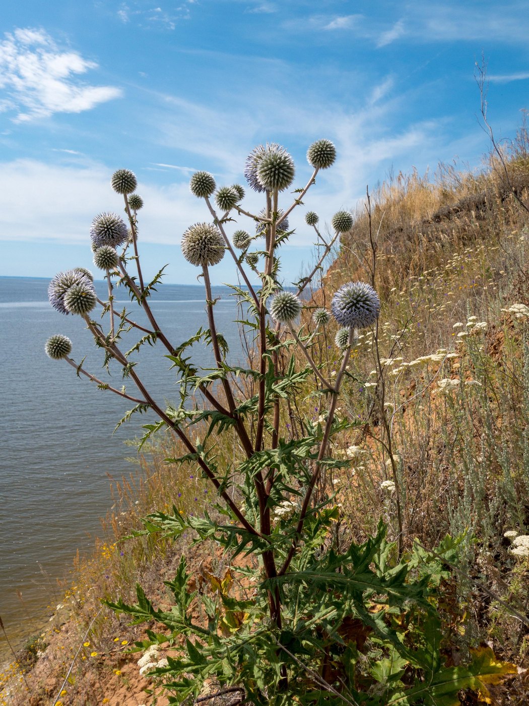 Image of Echinops sphaerocephalus specimen.