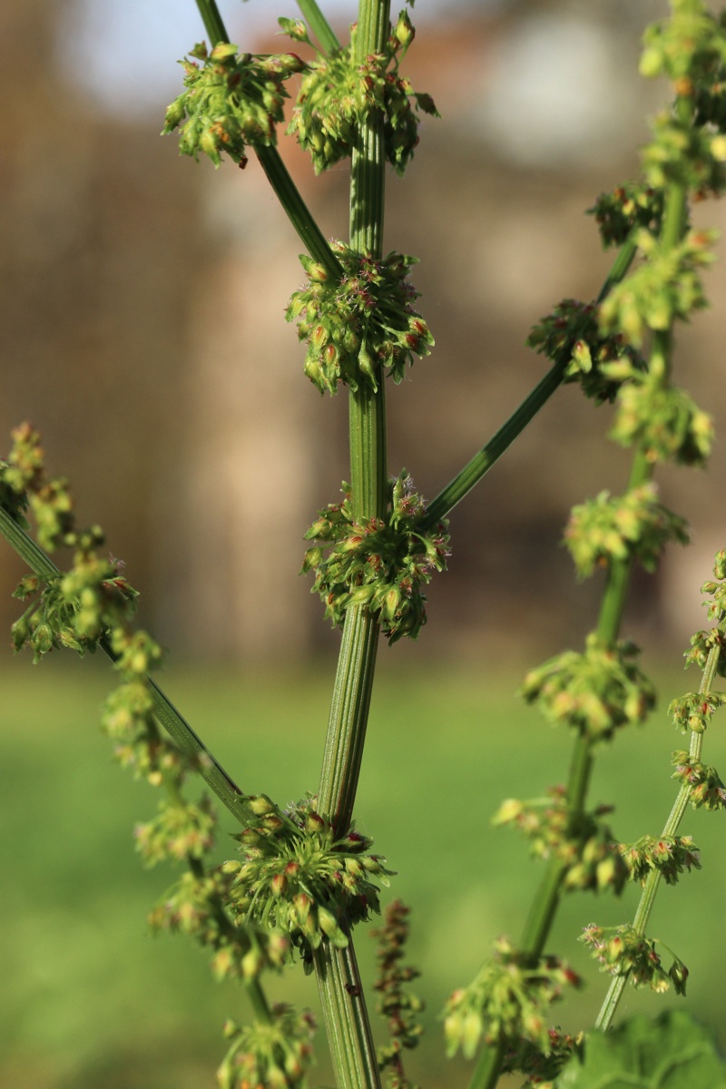 Image of Rumex sylvestris specimen.
