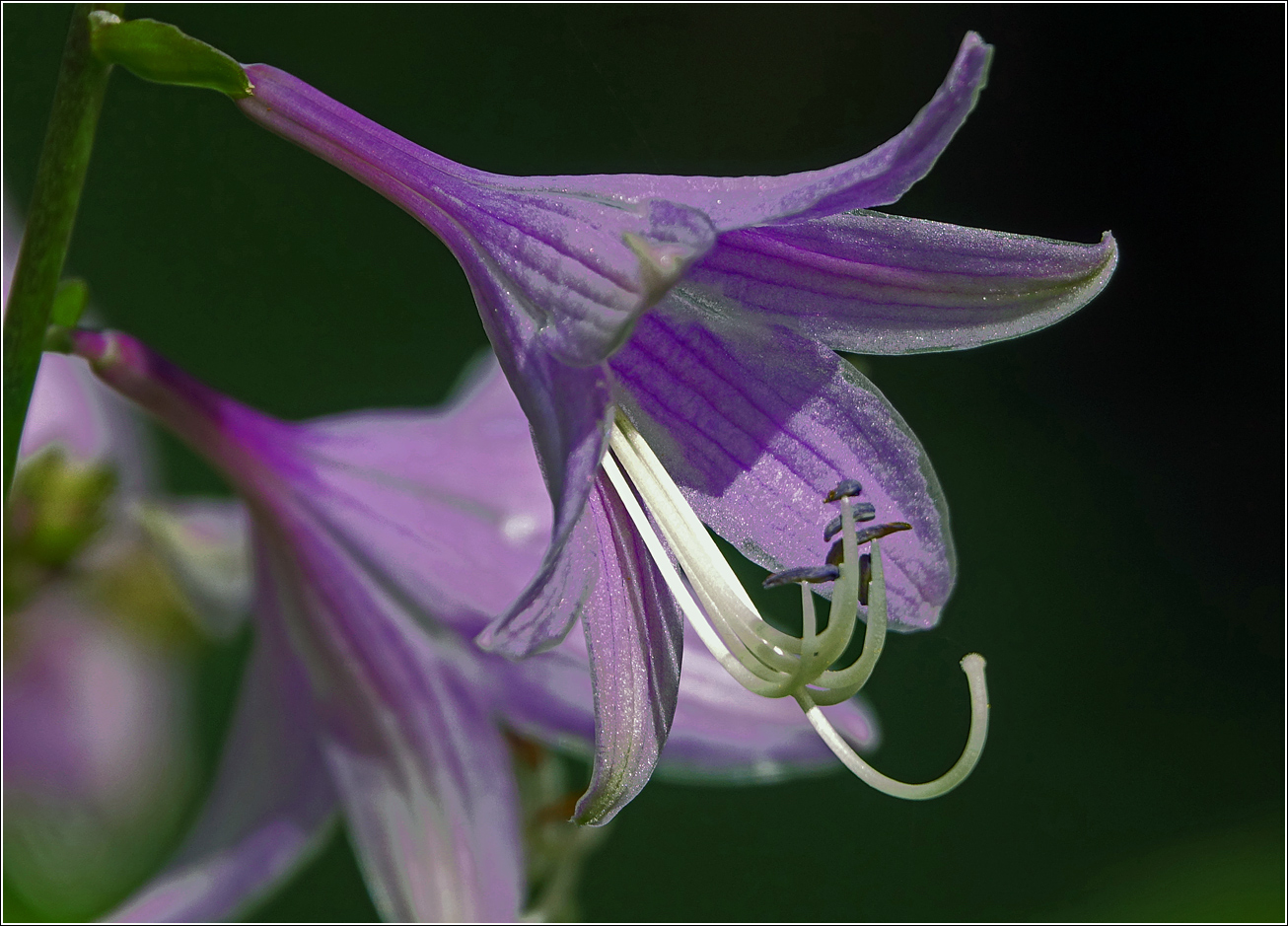 Изображение особи Hosta fortunei.