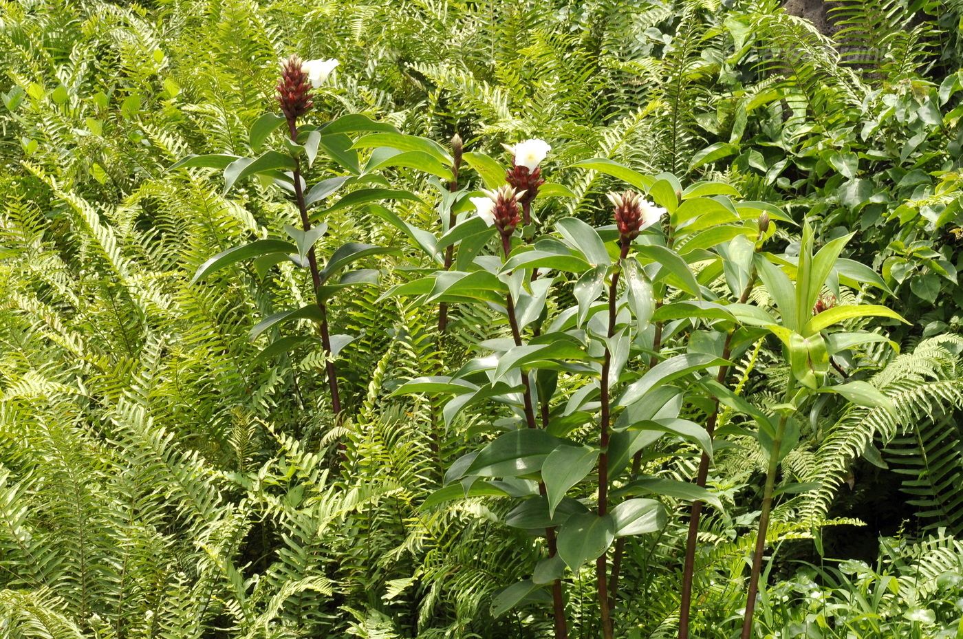 Image of Hellenia speciosa specimen.