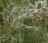 genus Stipa