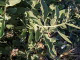 Centaurea salonitana