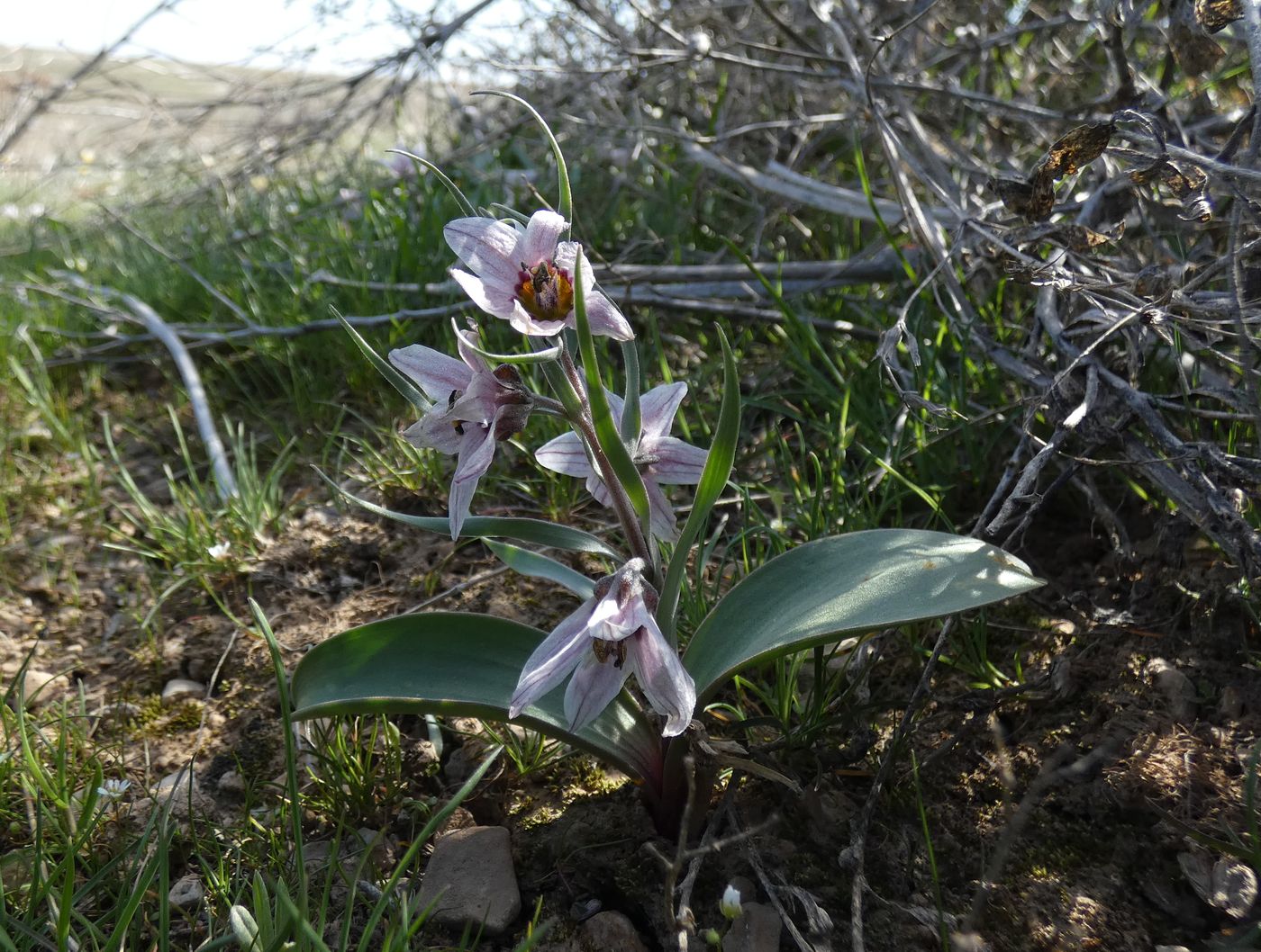 Image of Rhinopetalum stenantherum specimen.