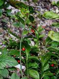 Ruscus colchicus. Верхушка плодоносящего растения. Краснодарский край, Сочи, Хостинский р-н, Агурское ущ., широколиственный лес. 14.03.2025.