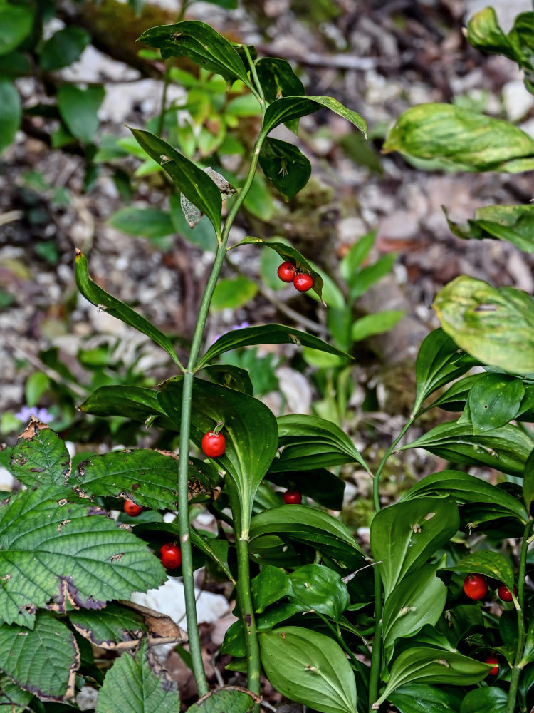 Изображение особи Ruscus colchicus.