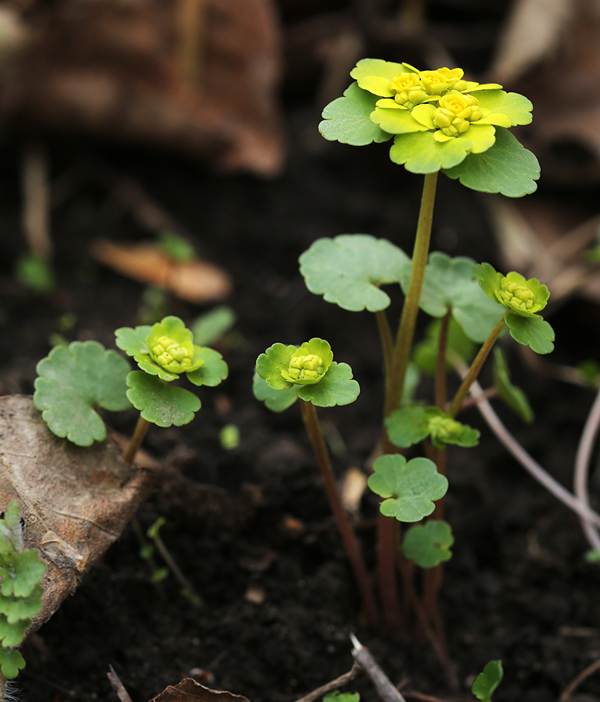Image of Chrysosplenium sibiricum specimen.